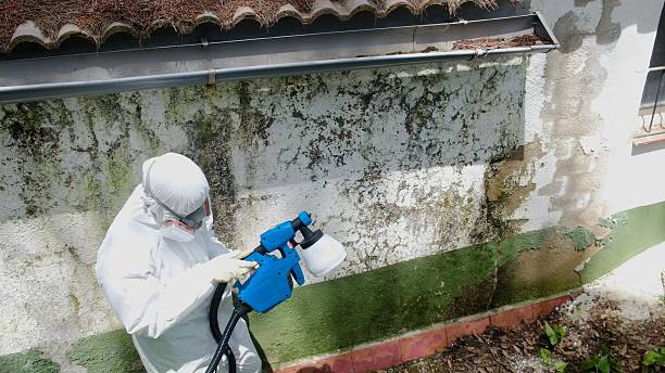 Top rated local Mold Remediation specialists in Friendly, MD